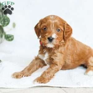 Milo F1b, Cavapoo Puppy